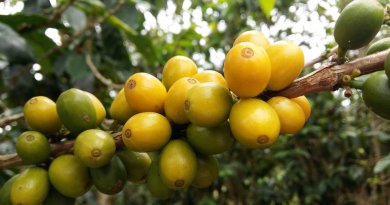 desaparecerá el café Catuaí Amarillo-Ruta del Café Mcbo