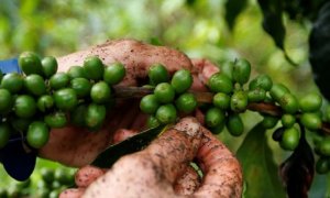 cafe-las-farc-ruta-del-cafe-mcbo